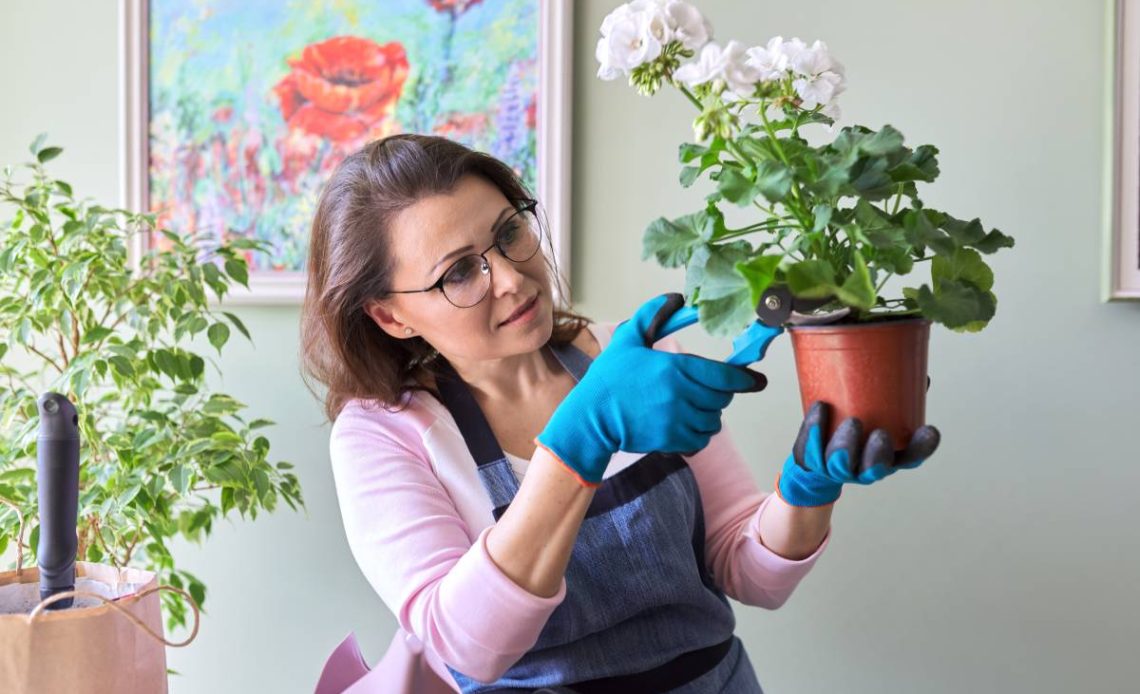 choroby pelargonii