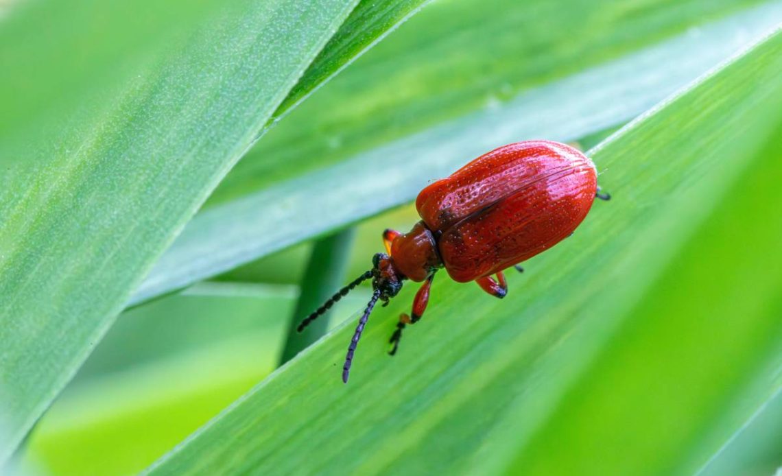 poskrzypka liliowa