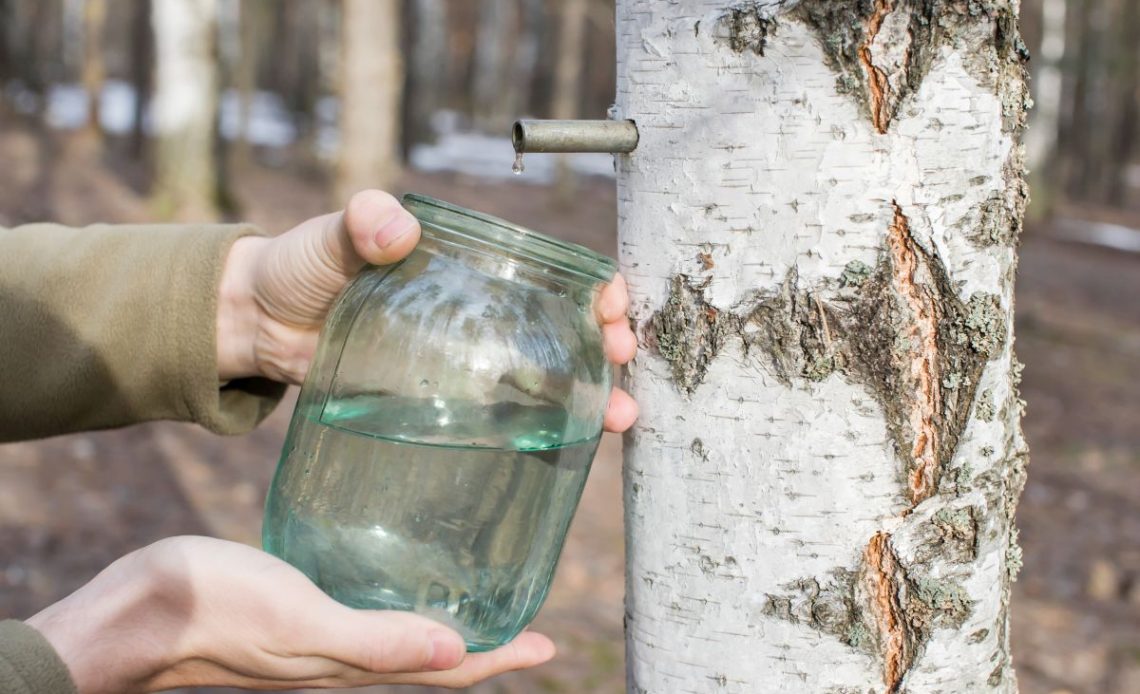 sok z brzozy przechowywaniu